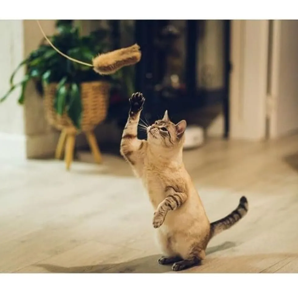 Caña Shigeru de Pelo de Conejo para Gato