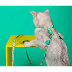Dashi Arnés + Correa Gummy para Gato