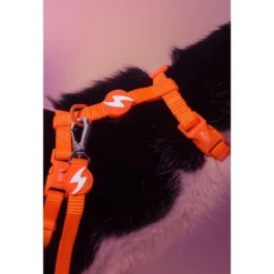 Dashi Arnés + Correa Neón Naranja para Gato