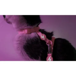 Dashi Arnés + Correa Neón Rosa para Gato