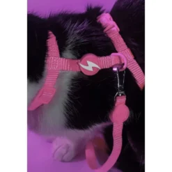 Dashi Arnés + Correa Neón Rosa para Gato