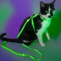 Dashi Arnés + Correa Neón Verde para Gato