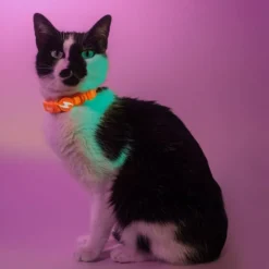 Dashi Collar Neón Naranja para Gato