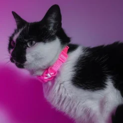 Dashi Collar Neón Rosa para Gato