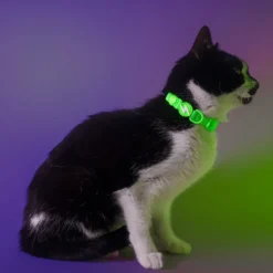 Dashi Collar Neón Verde para Gato