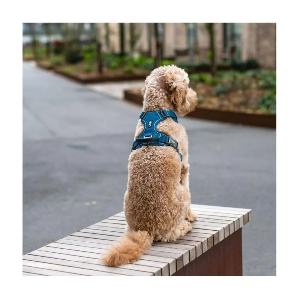 DOG Copenhagen Arnés Azul Comfort Walk Pro para Perro