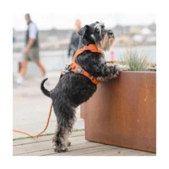 DOG Copenhagen Arnés Beige Comfort Walk Pro para Perro