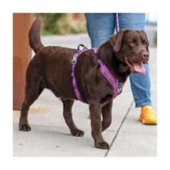 DOG Copenhagen Arnés Negro Comfort Walk Pro para Perro