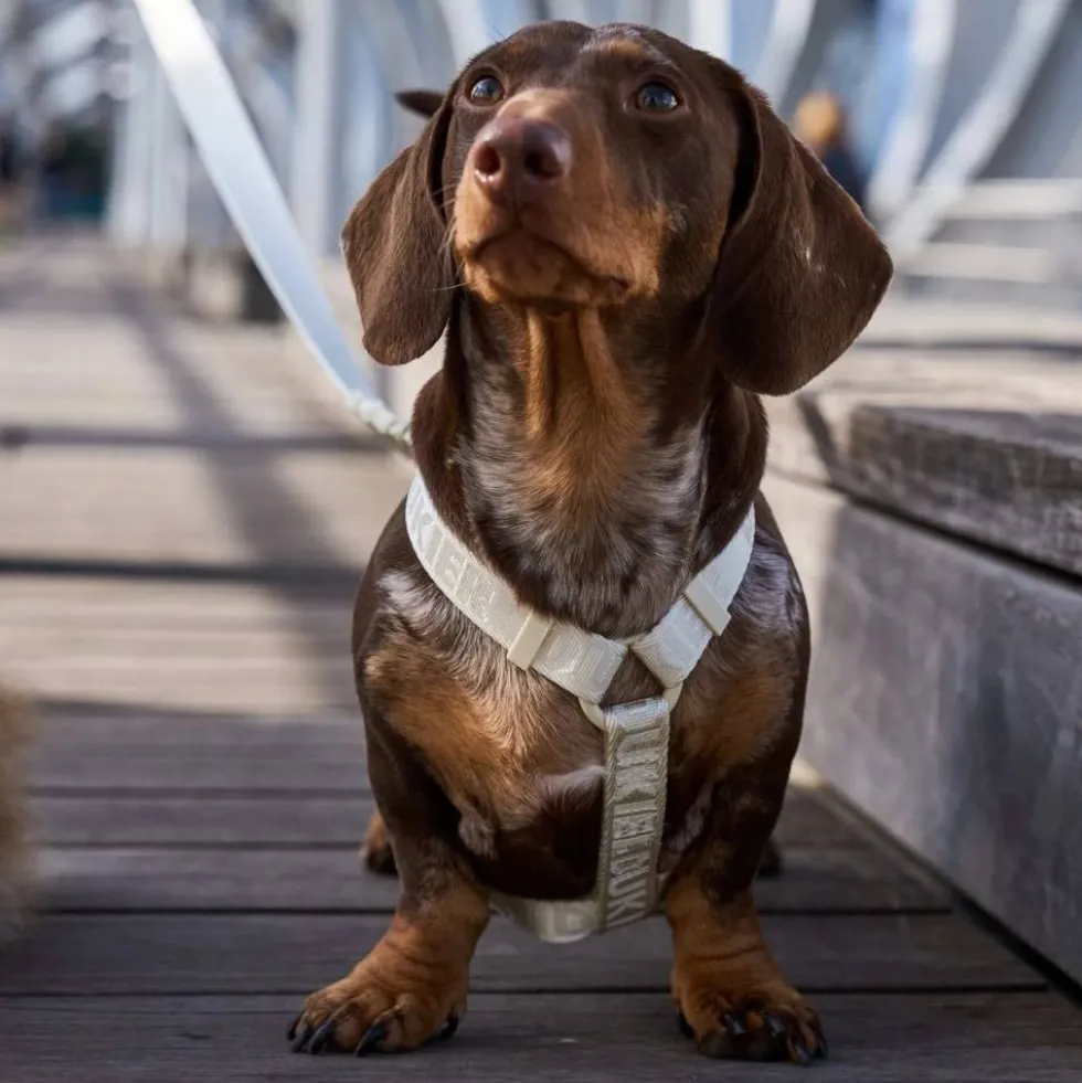 Dukier Arnés Clásico Beige para Perro