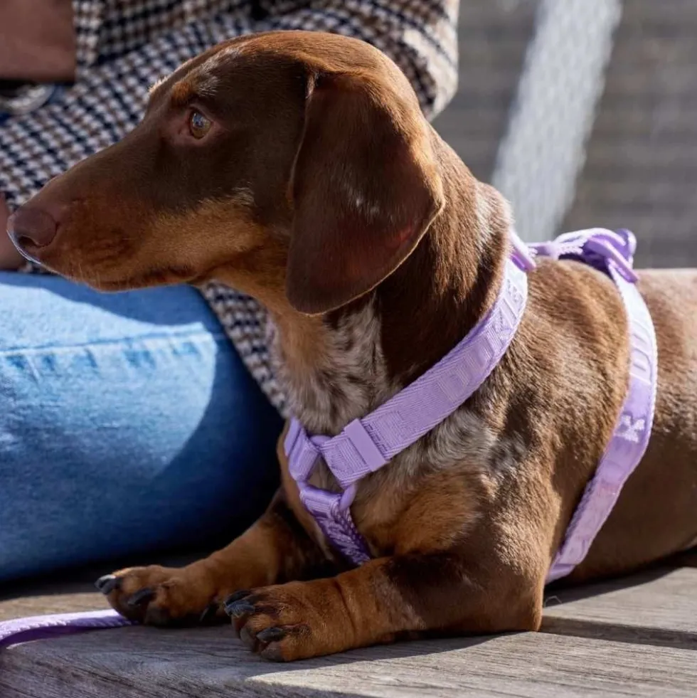 Dukier Arnés Clásico Violet para Perro