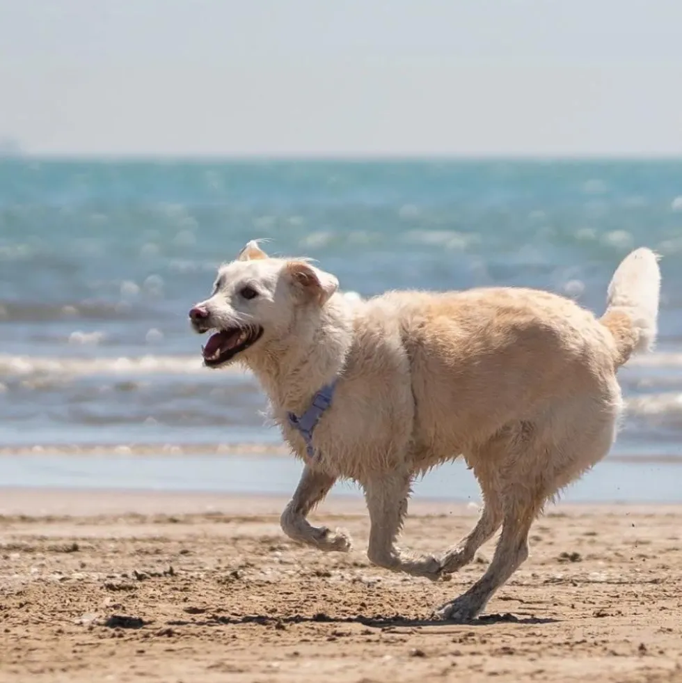 Dukier Arnés Waterproof Blue Lavander para Perro