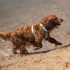 Dukier Arnés Waterproof Turquoise para Perro