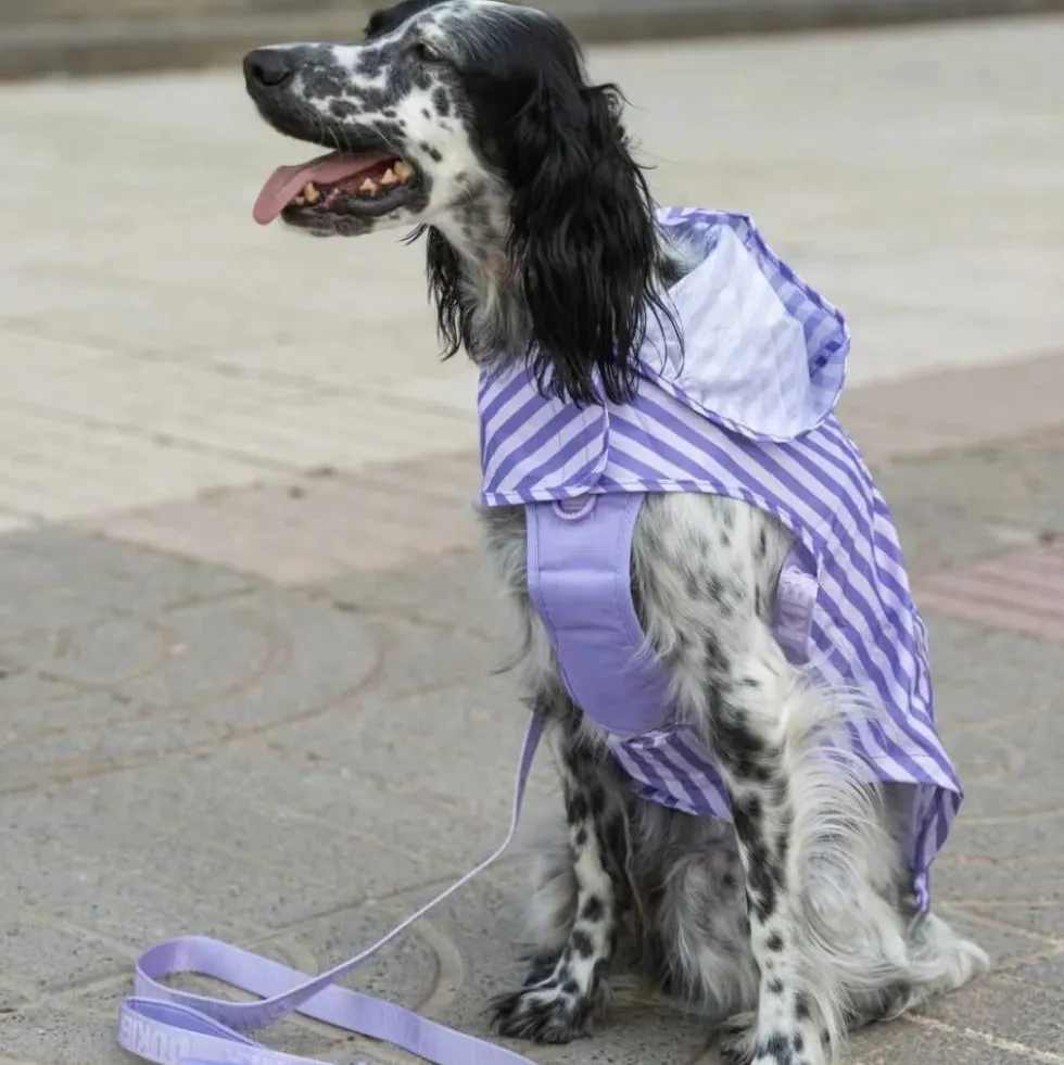 Dukier Chubasquero Violet Perro Grande