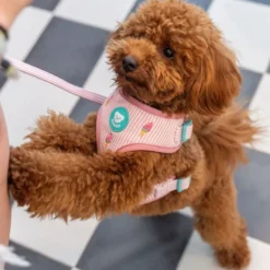 Dukier Ice Cream Arnés Ajustable para Perro