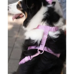 Dukier Strawberry Arnés Clásico para Perro