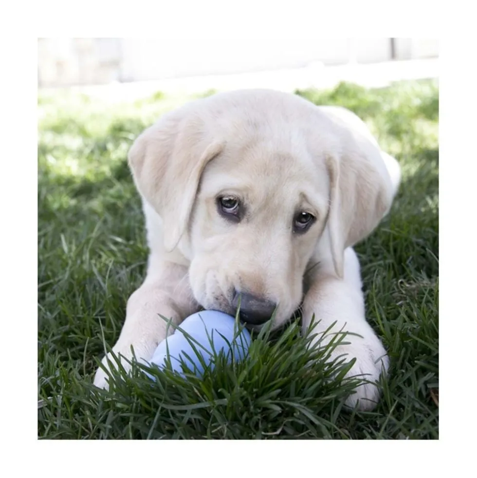 Kong Puppy Juguete Divertido Rellenable Azul/Rosa para Perro