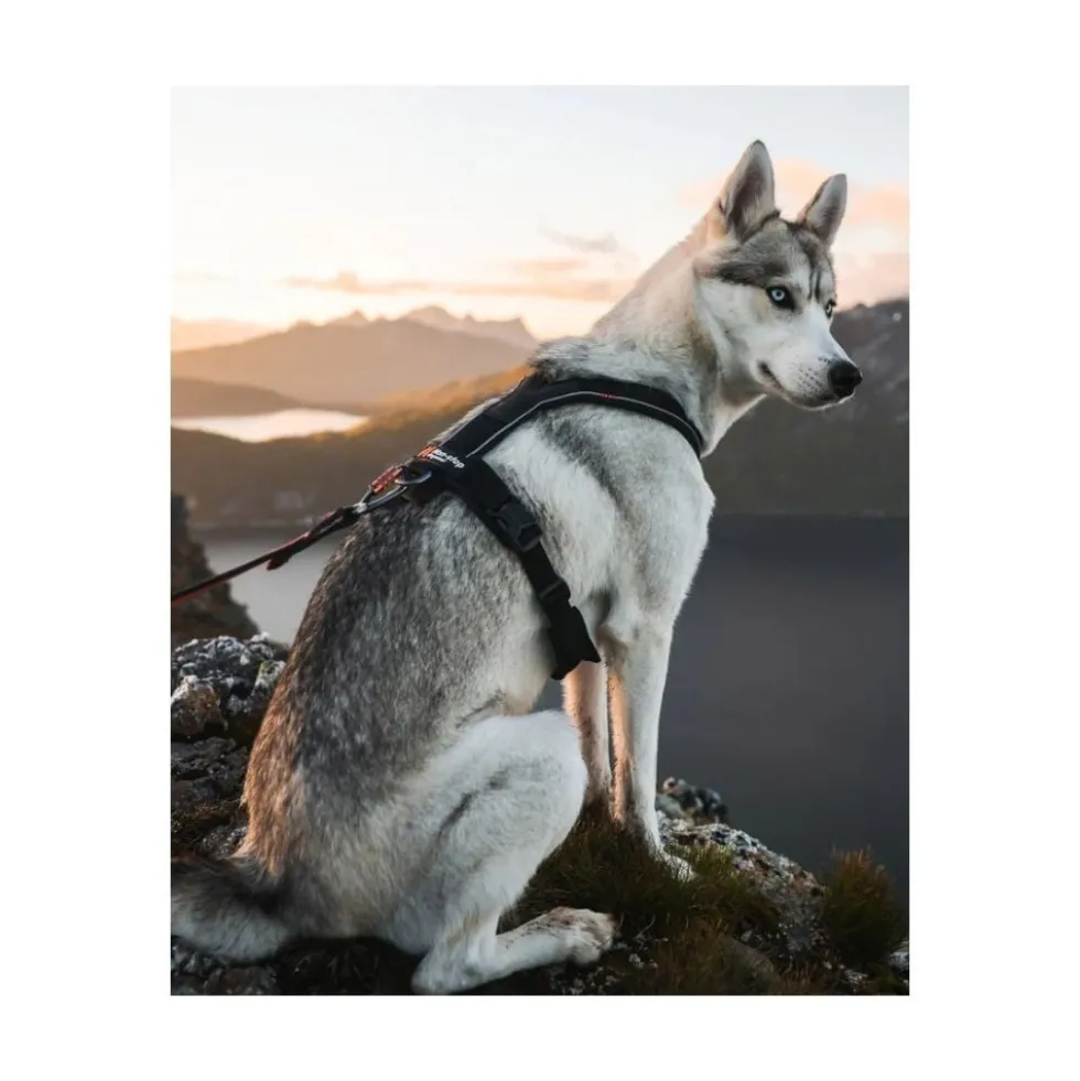 Non-stop Dogwear Arnés en "Y" Line 5.0 Turquesa para Perro
