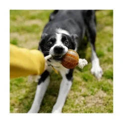 Retorn Juguete Rub Pelota Dental Flotante para Perro