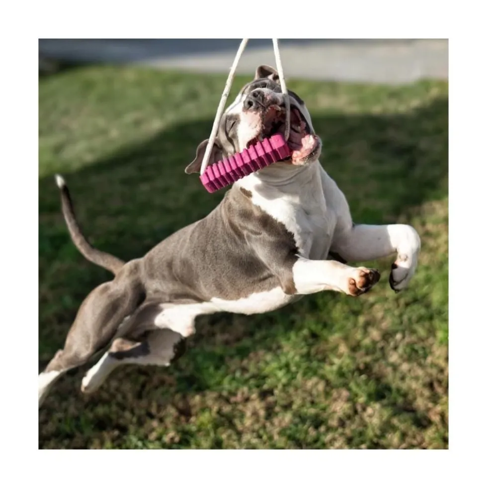 Rucan Stick 5 Lila para Perro