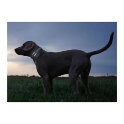 Tractive Dog 6 Black Localizador GPS para Perro