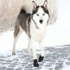 Trixie Botas Protectoras Walker Active