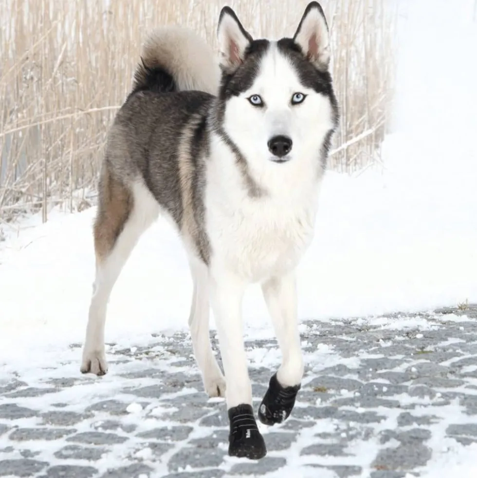 Trixie Botas Protectoras Walker Active